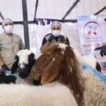 350 Displaced Families Receive Eid Meat – Northern Syria